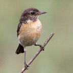 STONECHAT  (R)  female.jpg