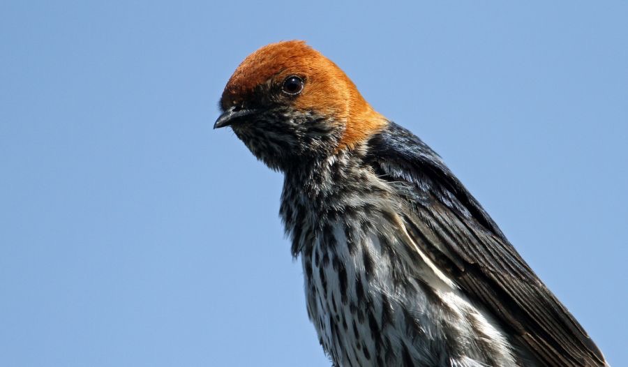 SWALLOW  LESSER STRIPED (P)  headshot.jpg