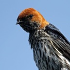 SWALLOW  LESSER STRIPED (P)  headshot.jpg