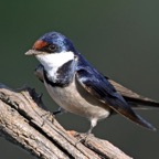 SWALLOW  WHITE  THROATED (P).jpg
