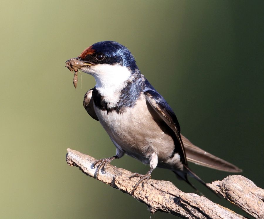 SWALLOW  WHITE THROATED  (P)   nest building ..jpg