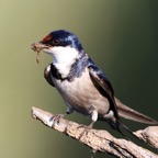 SWALLOW  WHITE THROATED  (P)   nest building ..jpg