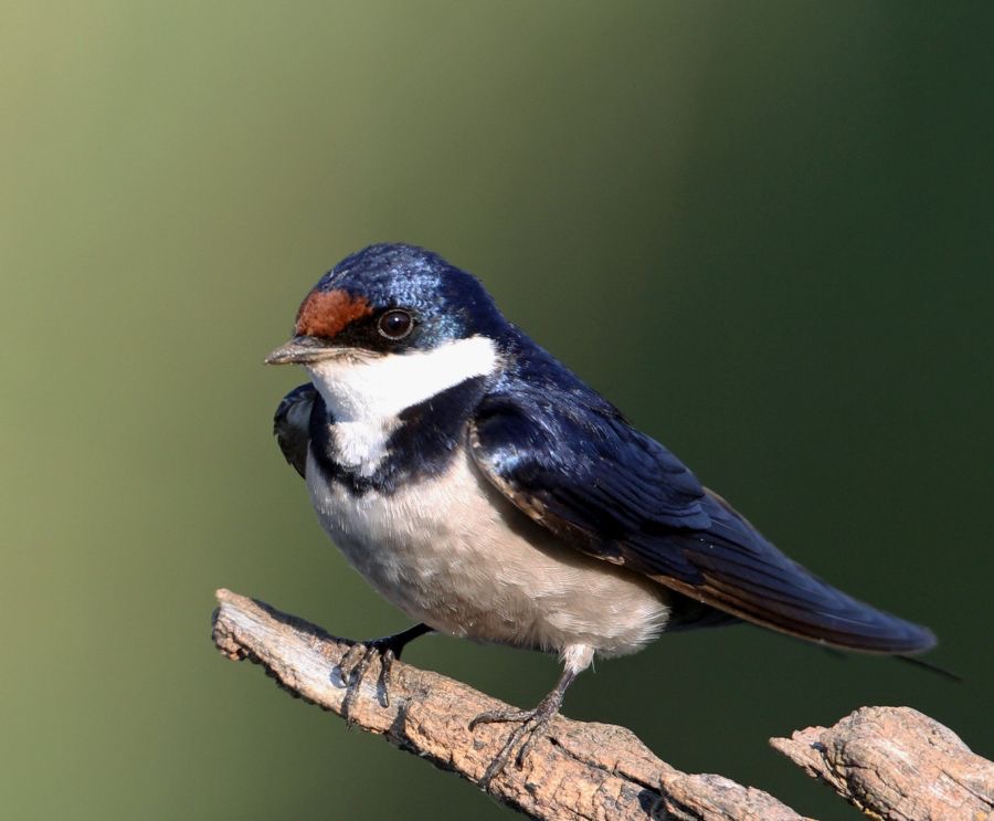 SWALLOW  WHITE THROATED  (P).jpg
