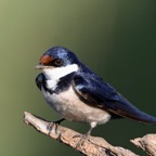 SWALLOW  WHITE THROATED  (P).jpg