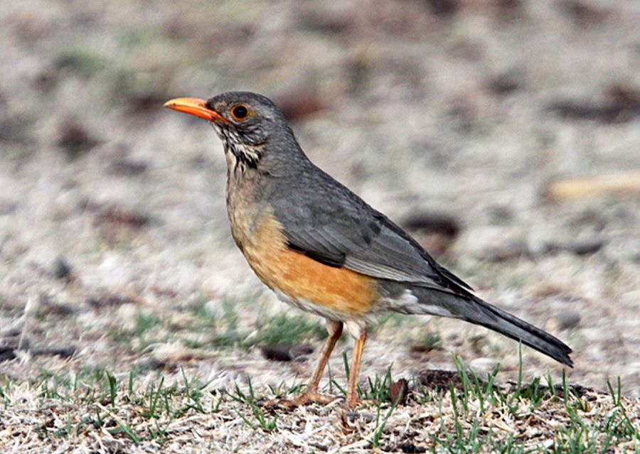 THRUSH  KURRICHANE (R).jpg