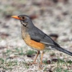 THRUSH  KURRICHANE (R).jpg