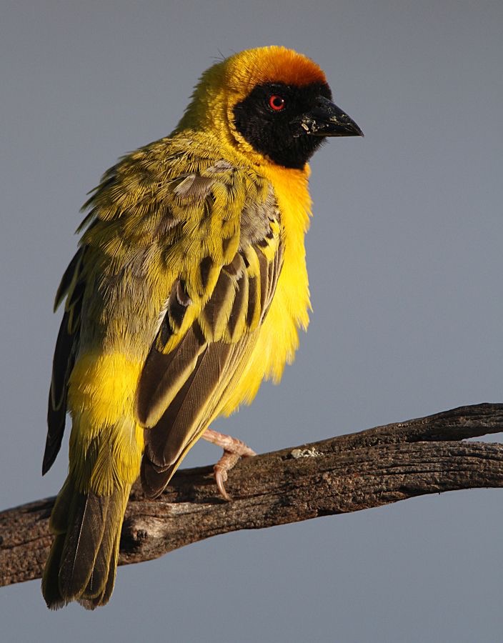 WEAVER  SOUTHERN  MASKED  (P).jpg