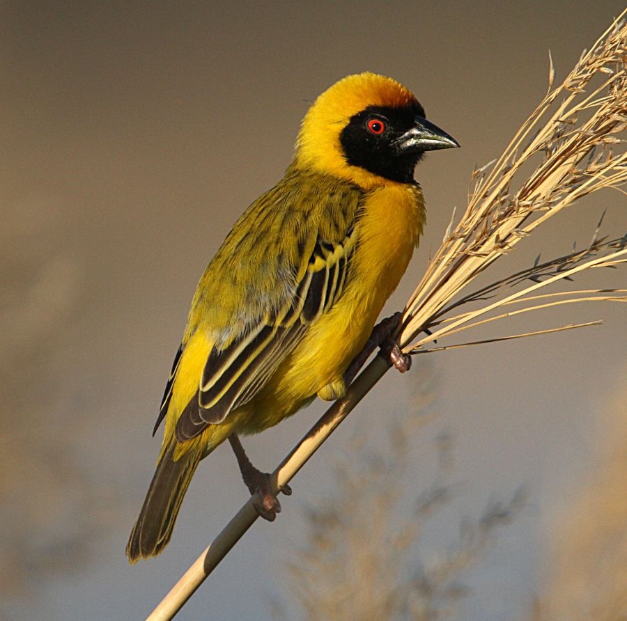 WEAVER  SOUTHERN MASKED (P).jpg