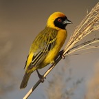 WEAVER  SOUTHERN MASKED (P).jpg