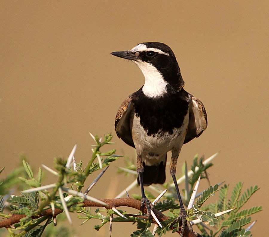 WHEATEAR  CAPPED (P).jpg