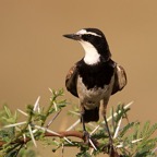 WHEATEAR  CAPPED (P).jpg