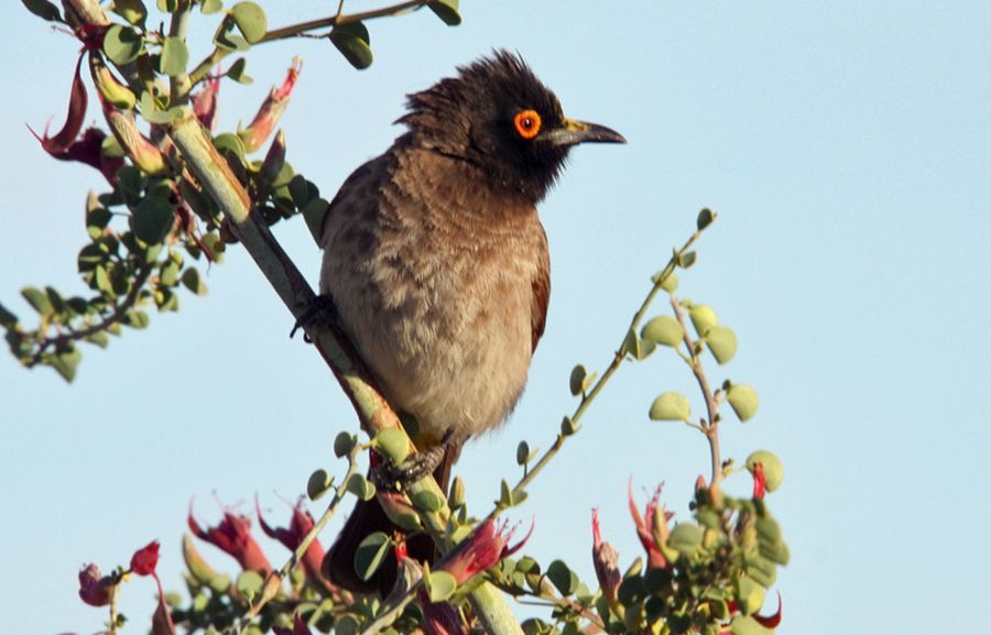 BULBUL   AFRICAN RED EYED.jpg