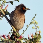BULBUL   AFRICAN RED EYED.jpg