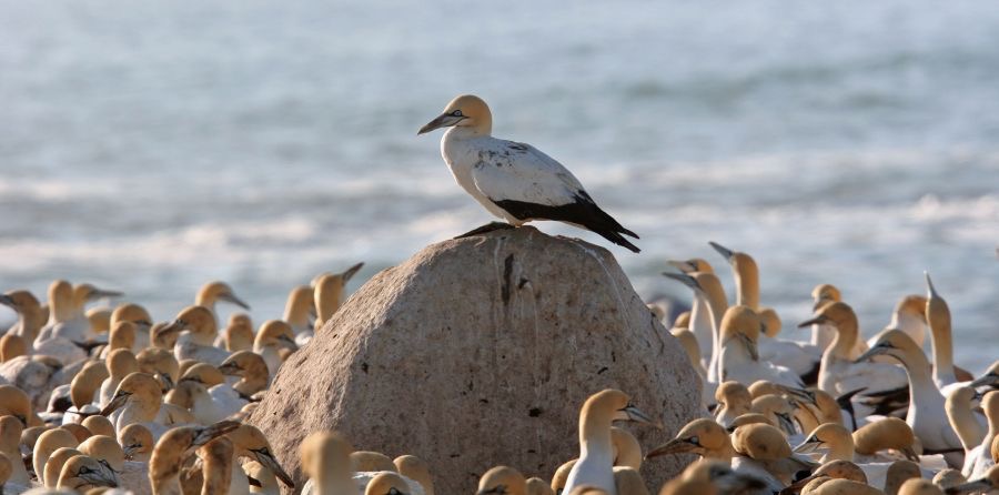GANNET         CAPE   colony.jpg
