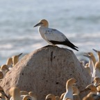 GANNET         CAPE   colony.jpg