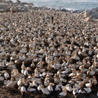 GANNET.        CAPE    colony.jpg