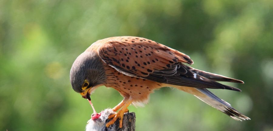 KESTREL       ROCK    eating prey.jpg