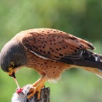 KESTREL       ROCK    eating prey.jpg