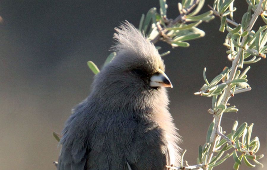 MOUSEBIRD  WHITE BACKED.jpg