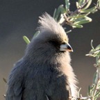 MOUSEBIRD  WHITE BACKED.jpg