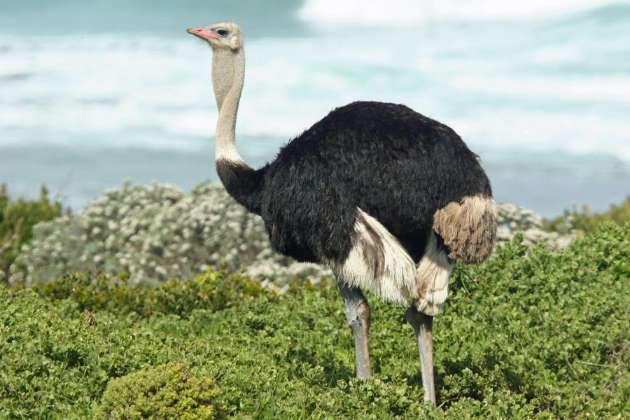 OSTRICH   COMMON  male.jpg