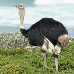 OSTRICH   COMMON  male.jpg