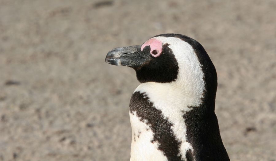 PENGUIN  AFRICAN  JACKASS.jpg