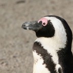 PENGUIN  AFRICAN  JACKASS.jpg
