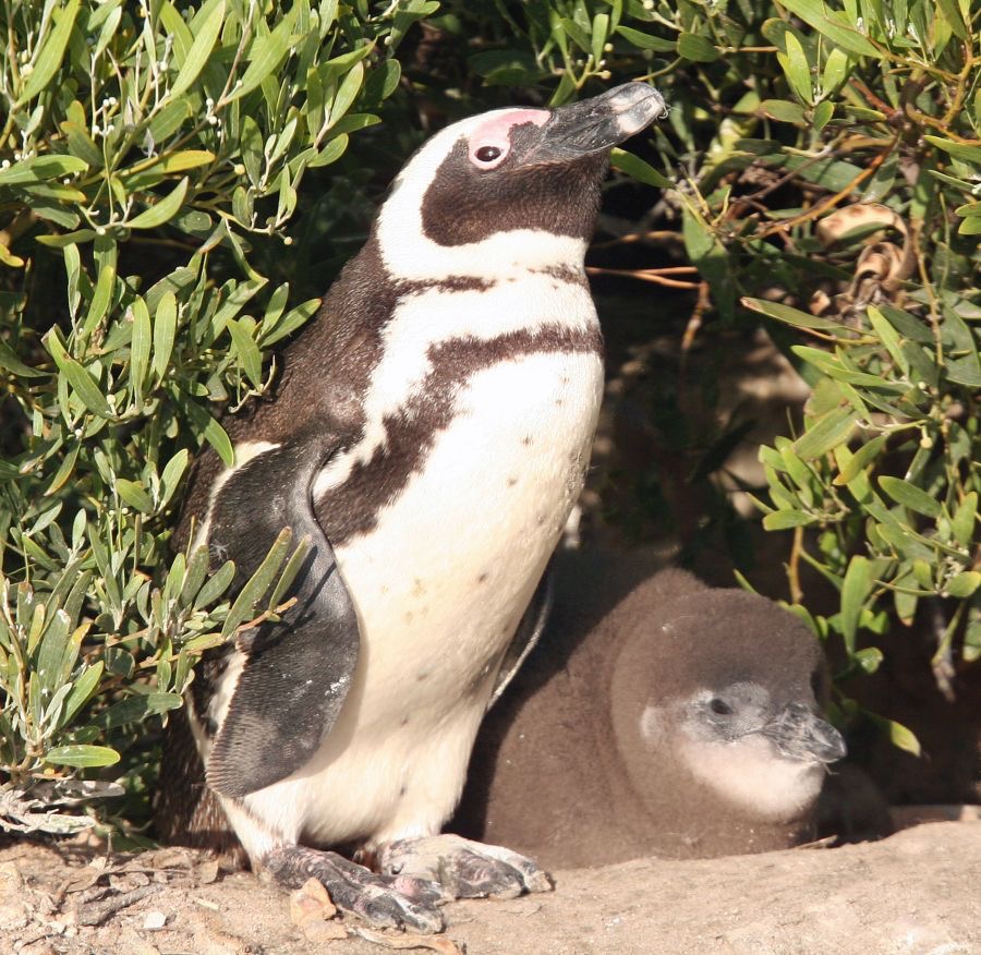 PENGUIN  AFRICAN JACKASS with juvenile.jpg