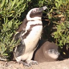 PENGUIN  AFRICAN JACKASS with juvenile.jpg