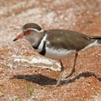 PLOVER        THREE BANDED.jpg