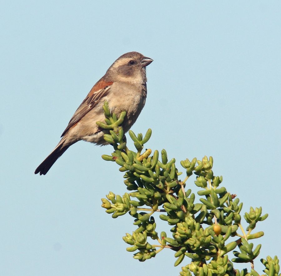 SPARROW     CAPE female.jpg