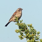 SPARROW     CAPE female.jpg