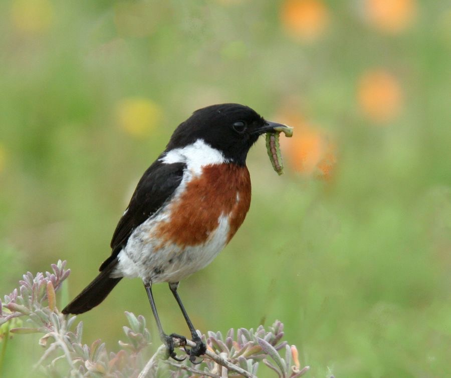STONECHAT  male.jpg