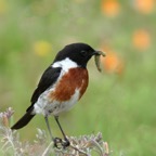 STONECHAT  male.jpg