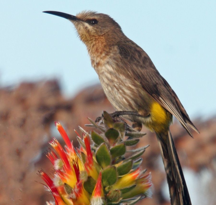 SUGARBIRD   CAPE     male.jpg