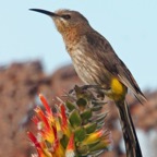 SUGARBIRD   CAPE     male.jpg