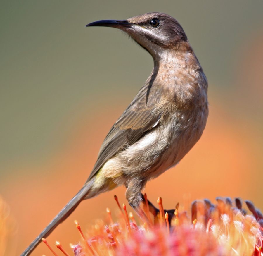 SUGARBIRD   CAPE female.jpg