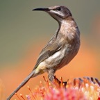 SUGARBIRD   CAPE female.jpg