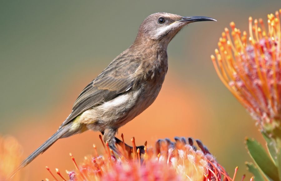 SUGARBIRD.    CAPE female.jpg