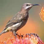 SUGARBIRD.    CAPE female.jpg