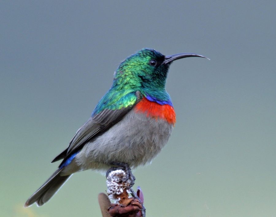SUNBIRD    LESSER DOUBLE COLLARED.jpg