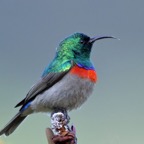 SUNBIRD    LESSER DOUBLE COLLARED.jpg