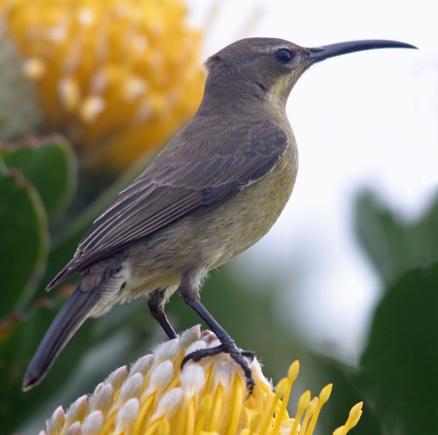 SUNBIRD    MALACHITE   female.jpg