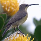 SUNBIRD    MALACHITE   female.jpg