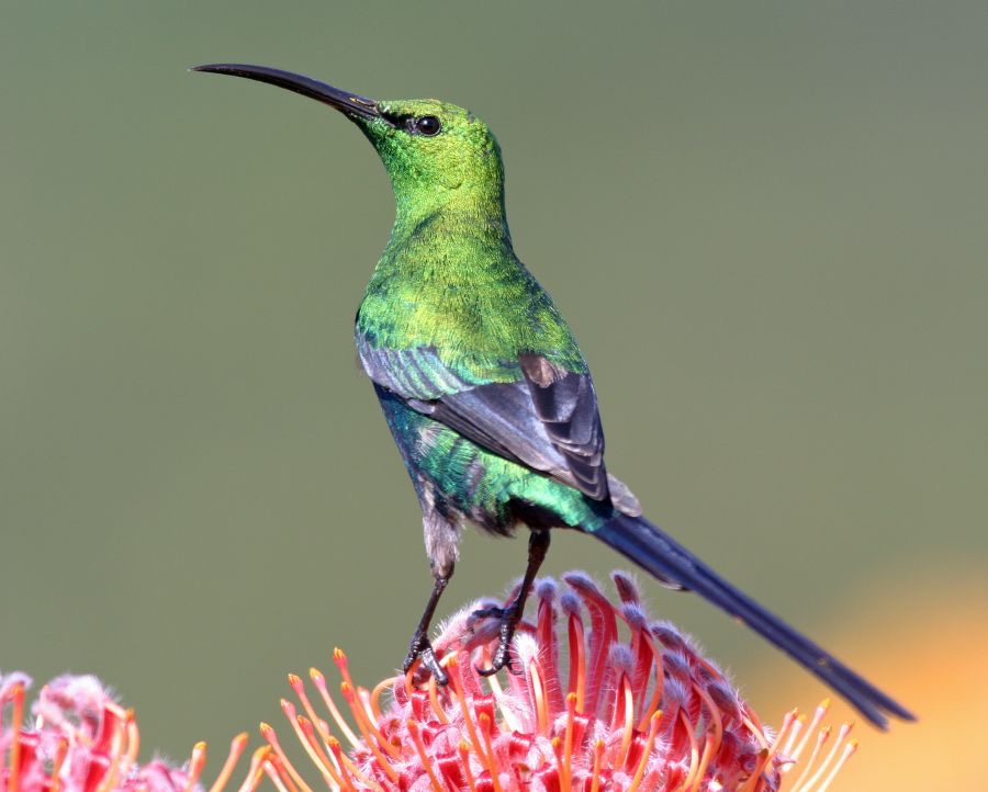 SUNBIRD  MALACHITE  male    on  protea.jpg