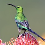 SUNBIRD  MALACHITE  male    on  protea.jpg