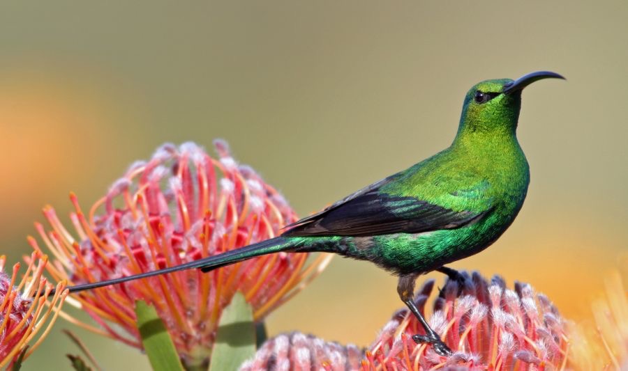 SUNBIRD.   MALACHITE  male    on protea.jpg