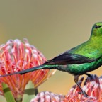 SUNBIRD.   MALACHITE  male    on protea.jpg