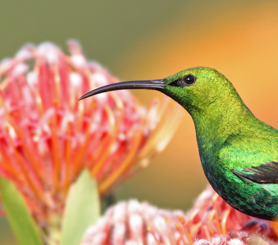 SUNBIRD..  MALACHITE  male    on protea.jpg